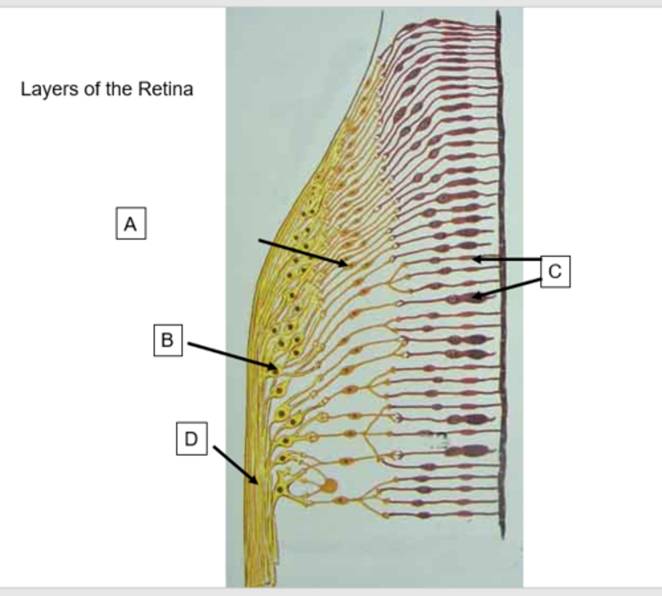 <p>What structure is the letter D?</p>