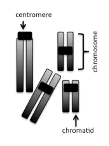 <p>Which type of metaphase could the set of chromosomes be from?</p><p>a. Mitotic Metaphase</p><p>b. Meiotic Metaphase I</p><p>c. Meiotic Metaphase II</p><p>d. Both A and B are possible</p><p>e. Both A and C are possible</p>