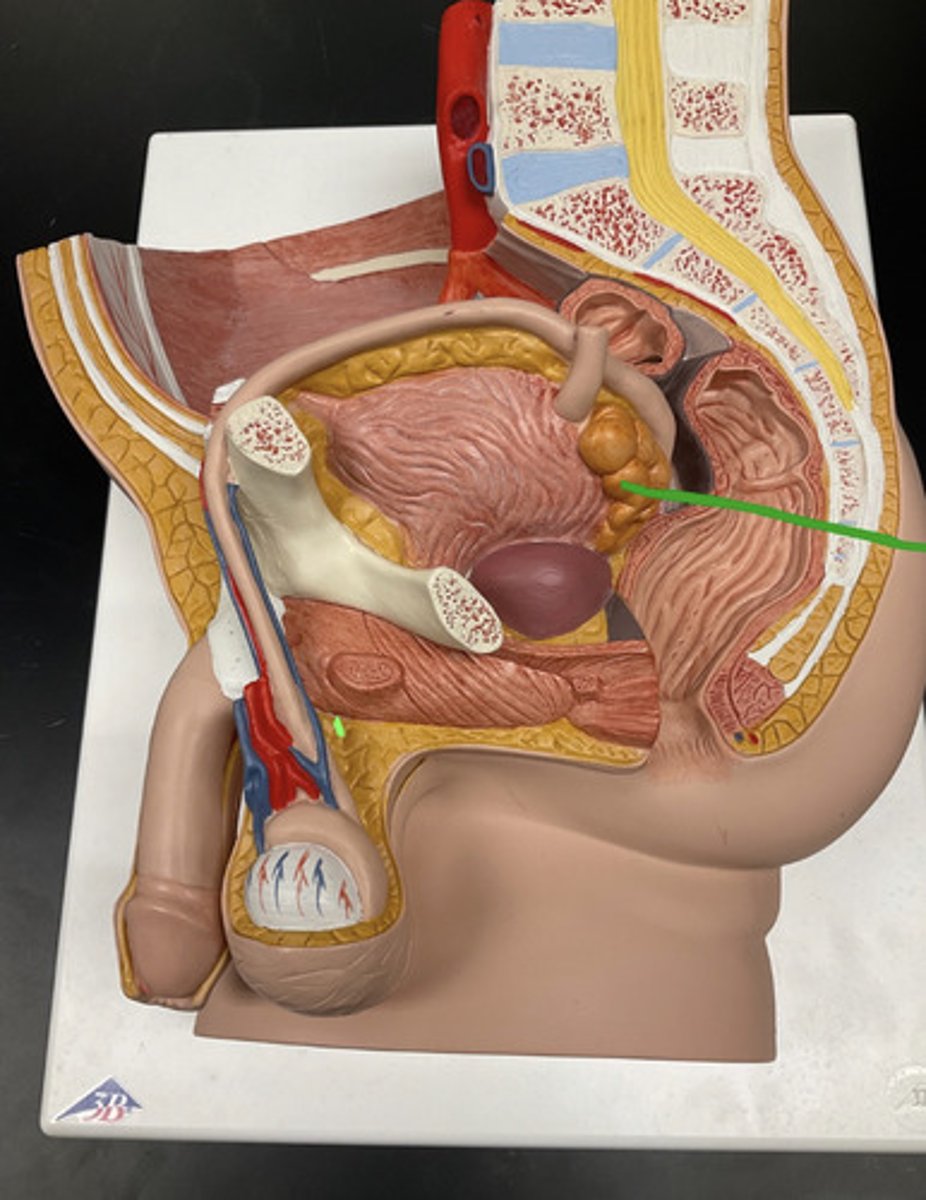 <p>seminal vesicles (male)</p>