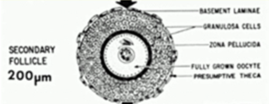 <p>Granulosa proliferate, and become a stratified cuboidal layer</p><p>Theca now has two distinct layer - external, internal</p><p>Now requires gonadotrophin to develop to tertiary follicle</p>