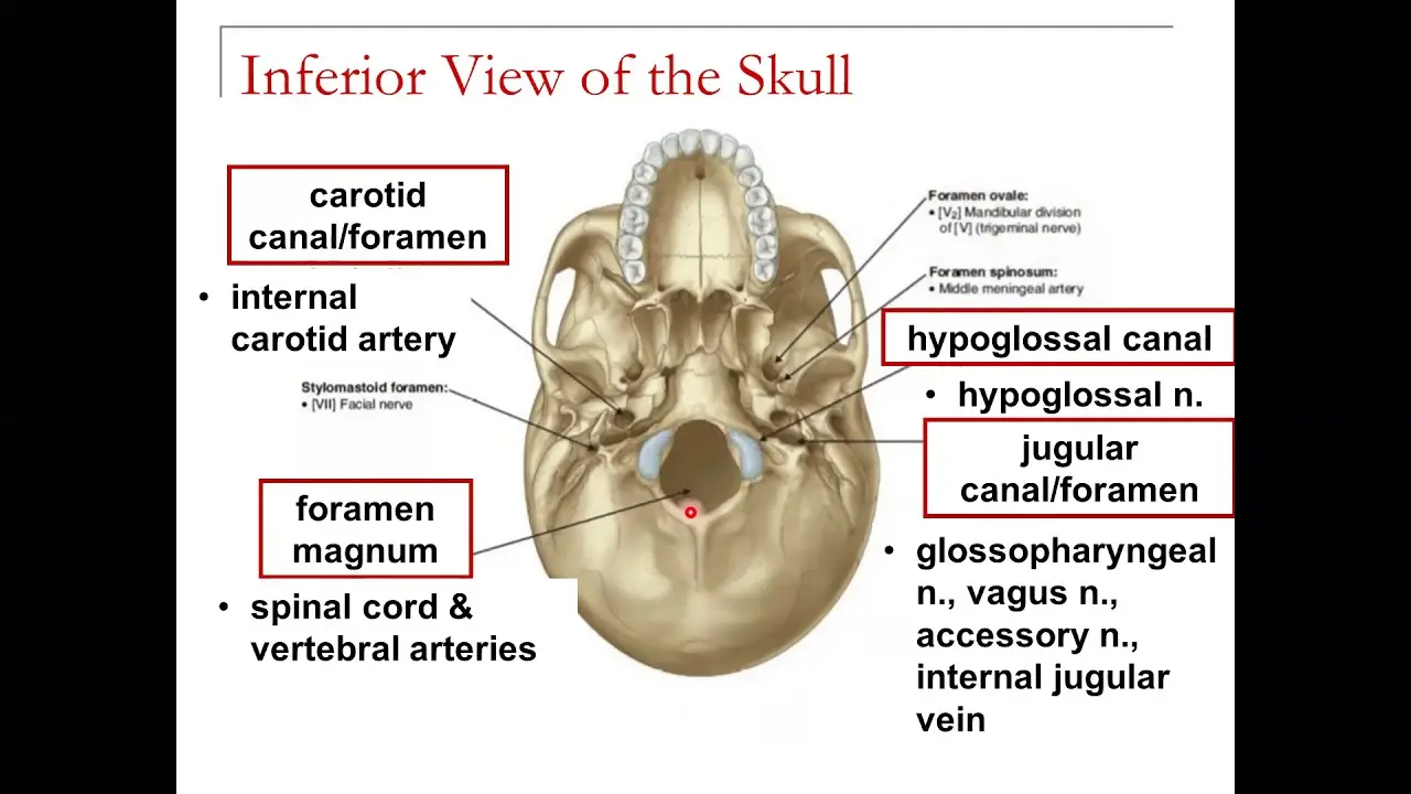 knowt flashcard image