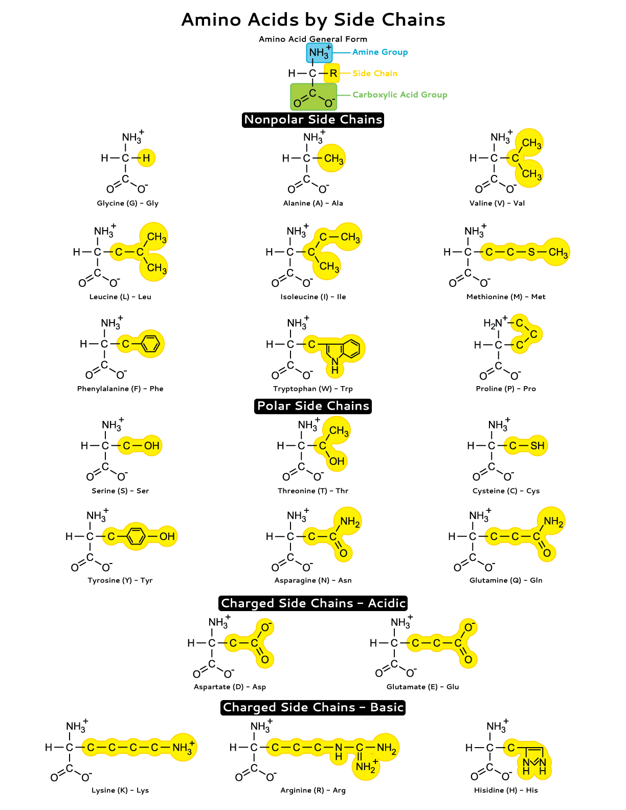 <p>Portion of an amino acid not involved in forming peptide bonds; its chemical identity gives each amino acid unique properties.</p>