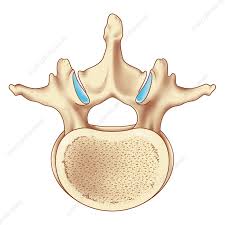 <p>largest body</p><p>lack costal facets and transverse foramina</p><p>short, dense spinous process</p>