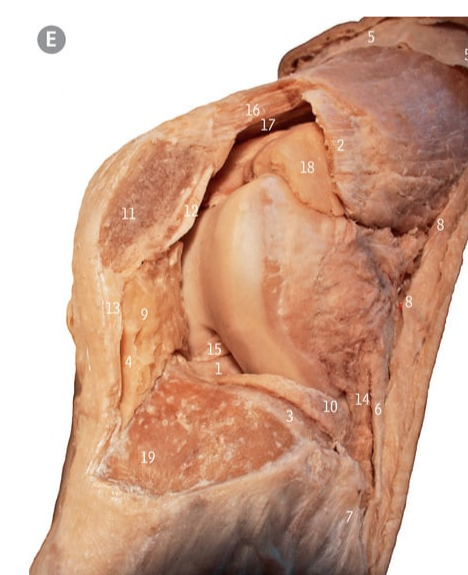 <p>16</p>