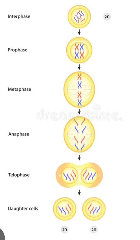 <p><span><span>interphase, prophase, metaphase, anaphase, telophase, cytokinesis</span></span></p>