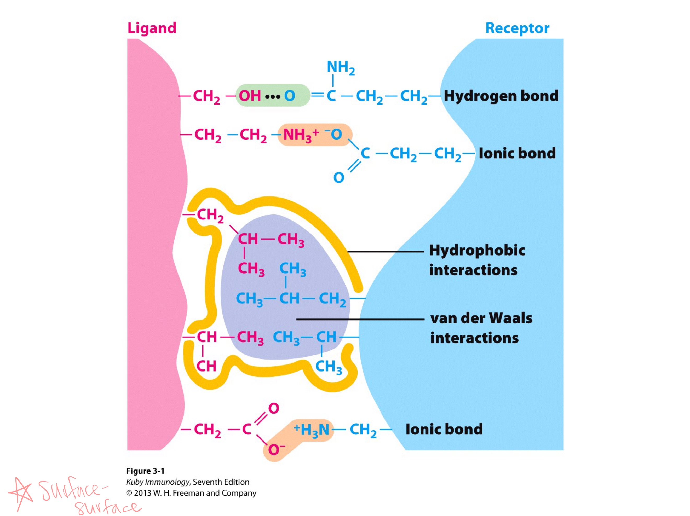 <ol><li><p>lock and key <br><br>or <br></p></li><li><p>surface-surface interaction</p></li></ol><p></p>