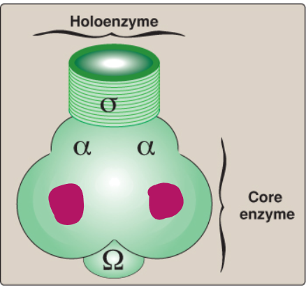 <p>Label this section of prokaryotic RNA polymerase.</p>