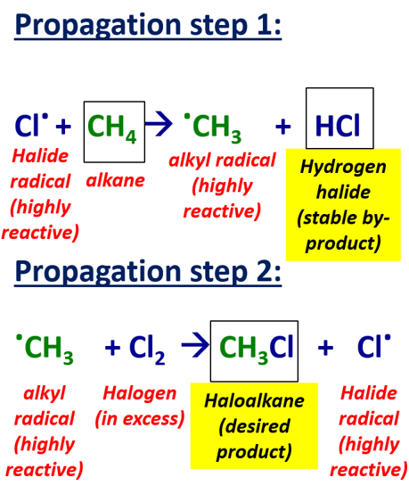 <p>-chain reaction where a free radical reacts with an alkane and more radicals are formed so process is repeated</p><p><u>step 1</u> = a <strong>halide radical</strong> reacts with <strong>hydrogen atom in C-H bond</strong> of alkane which forms a <strong>hydrogen halide</strong> and an <strong>alkyl radical</strong></p><p><strong>Cl . + CH4 → CH3 . + HCl</strong></p><p><u>step 2</u> = the <strong>alkyl radical</strong> remaining reacts with a <strong>halogen</strong> forming a <strong>haloalkane</strong> and a <strong>halide radical</strong></p><p><strong>CH3 . + Cl2 → Cl . + CH3Cl</strong></p>