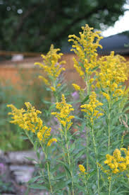 <p>Goldenrod</p>