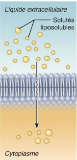 <p>Molécules liposolubles directement à travers la bicouche de phospholipides </p><p>Mouvement de gaz (O2, CO2) et lipides à travers la bicouches lipidique membranaire. </p>