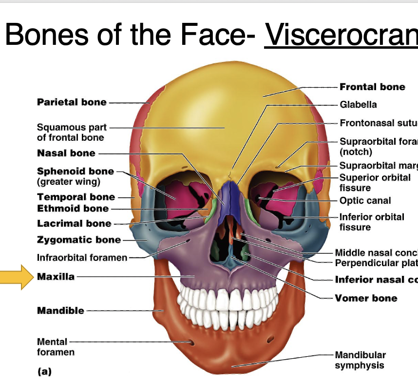 <p>Sphenoid bone</p>
