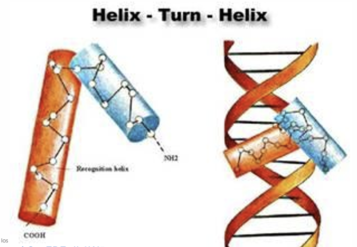<p>Es un motivo proteico que se encuentra en proteínas reguladoras de expresión génica (en virus, procariotas y eucariotas). Está formado por dos segmentos peptídicos en α−hélice, de estructura rígida separados por una secuencia Una de las hélices (de reconocimiento) encaja en el surco mayor del DNA</p>