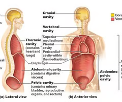 protects the fragile nervous system organs, has 2 subdivisions