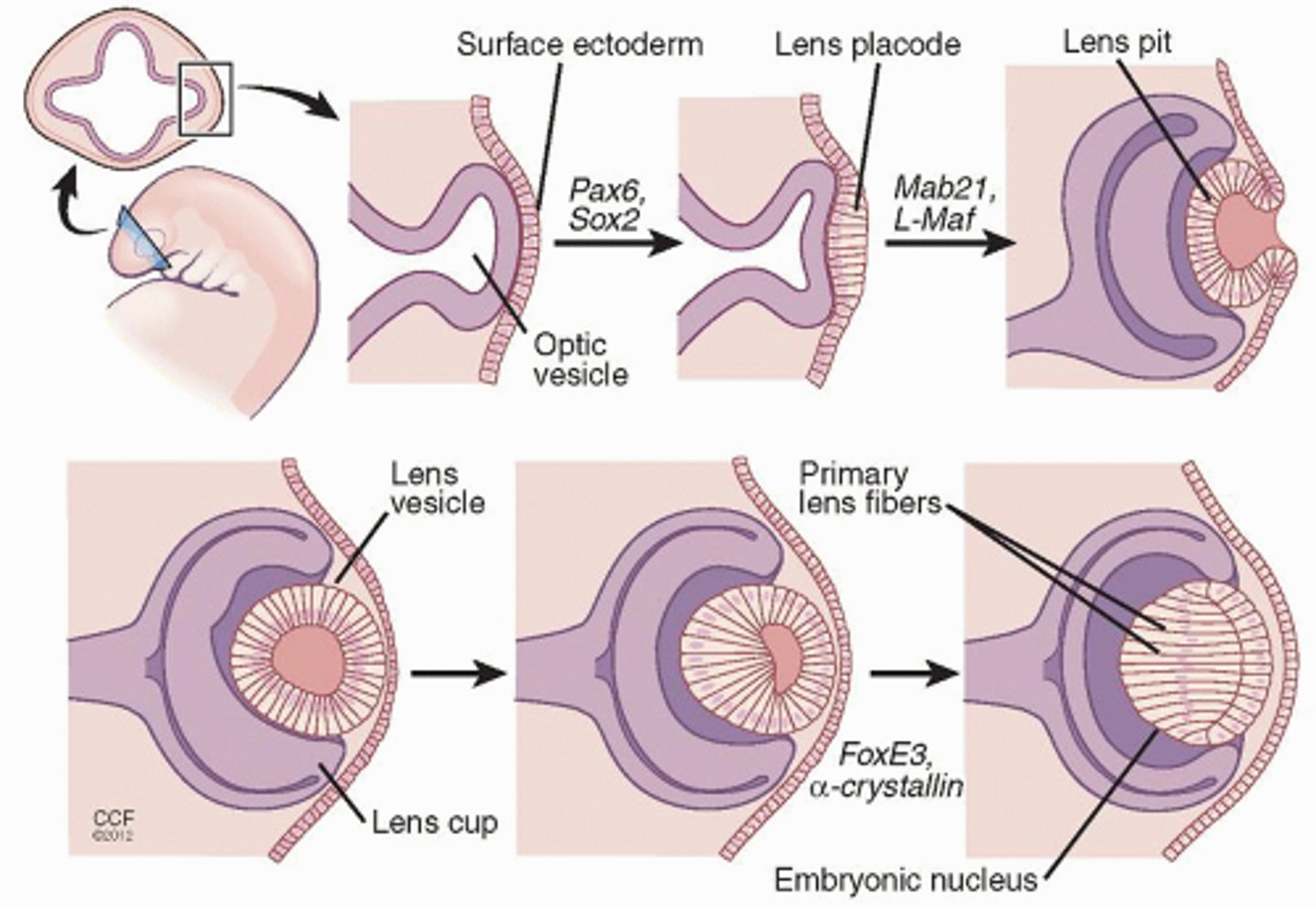 <p>Posterior</p>