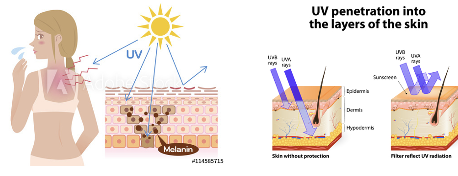 <ul><li><p><span><span>the UV light from the sun stimulates your skin to produce melanin</span></span></p></li><li><p><span><span>this is the natural defence against sunlight → makes your skin darker</span></span></p></li></ul><p></p>
