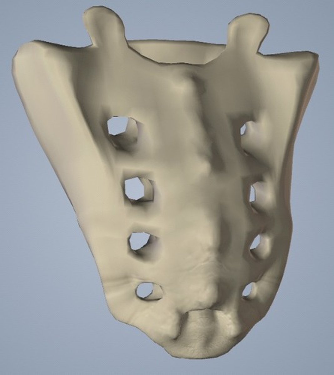 <p>Posterior view</p><p>What surface is shown in the image?</p>
