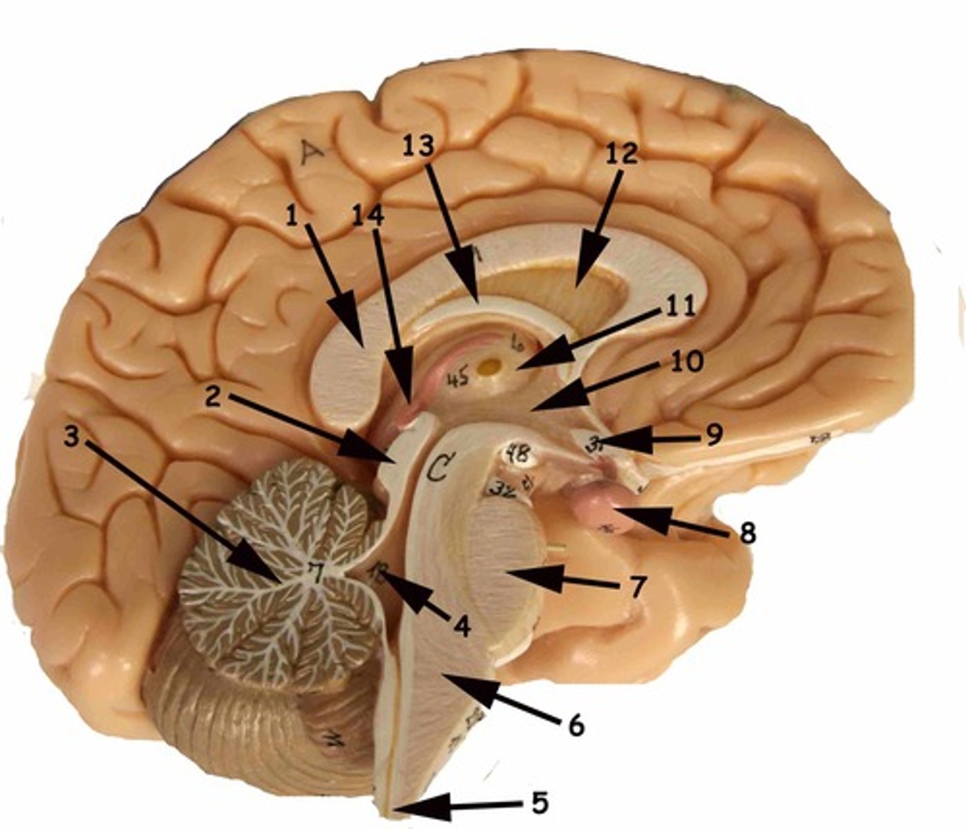 <p>14</p>