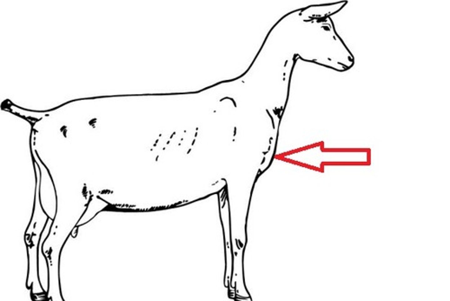 <p>muscled portion between the front legs of the animal, chest</p>