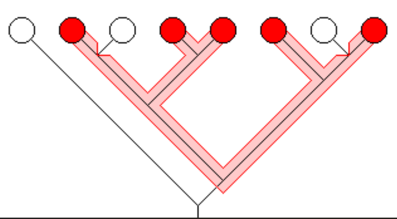 <p>Ancestral species and some of its descendants</p>