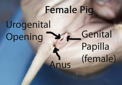 the urogenital opening will be just ventral to the anus
