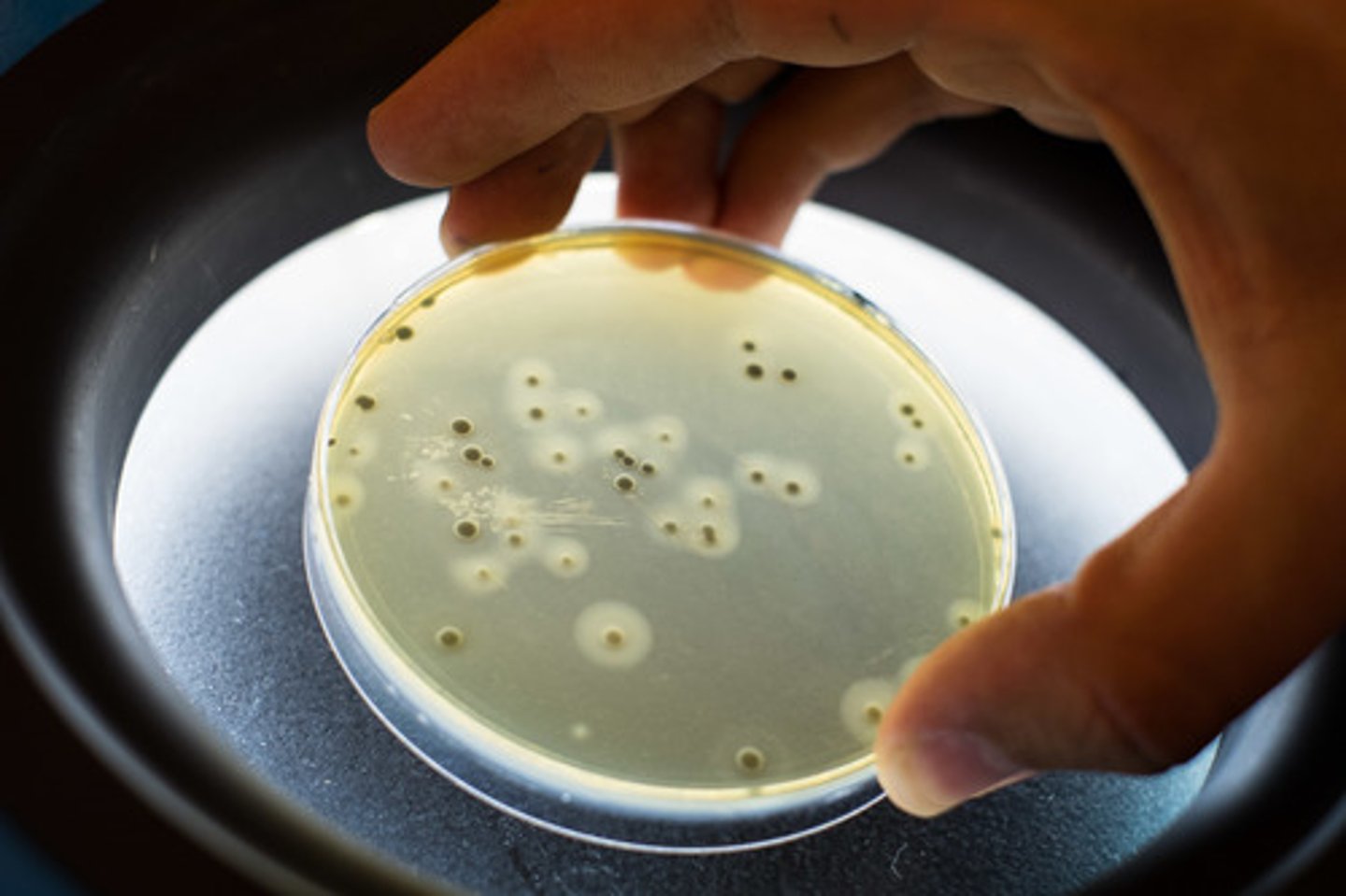 <p>Đĩa Petri - dùng nuôi cấy vi khuẩn. (The bacteria were grown in a Petri dish - Vi khuẩn được nuôi trong đĩa Petri.)</p>