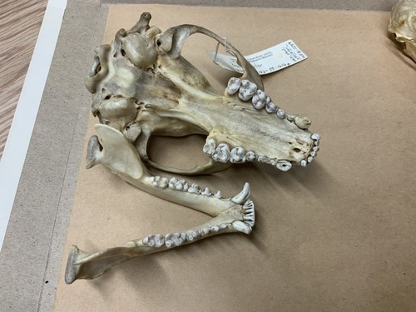 <p>Family, Suborder, Order, Infraclass, Subclass</p><p>-10 teeth</p><p>-lower, wider cheek teeth</p><p>-no alisphenoid canal</p>