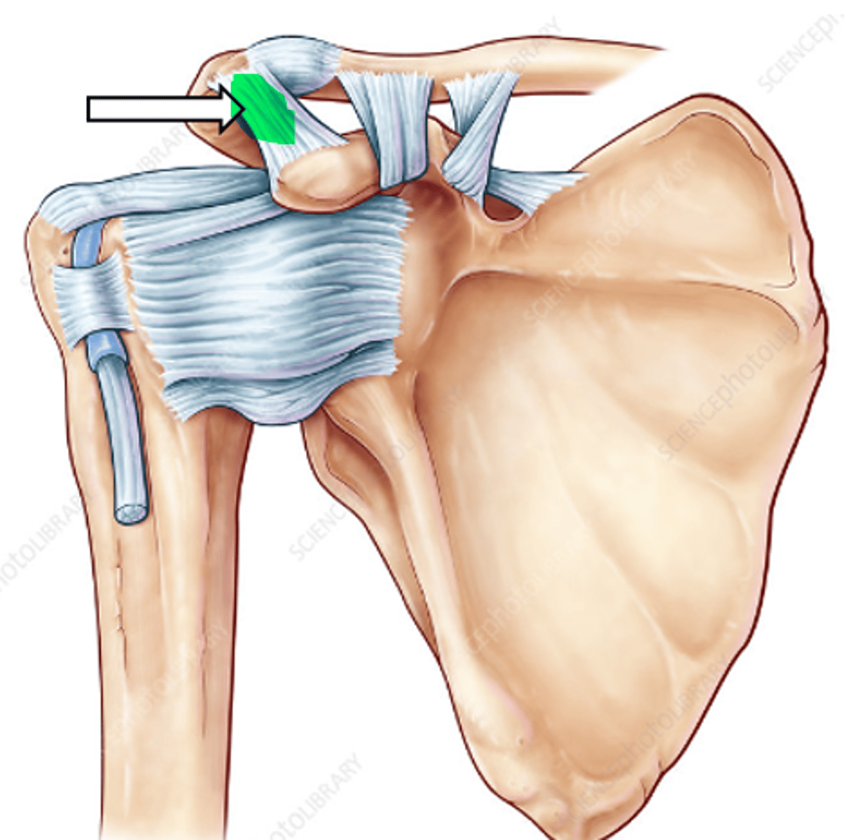 <p>name the articulation/joint</p>
