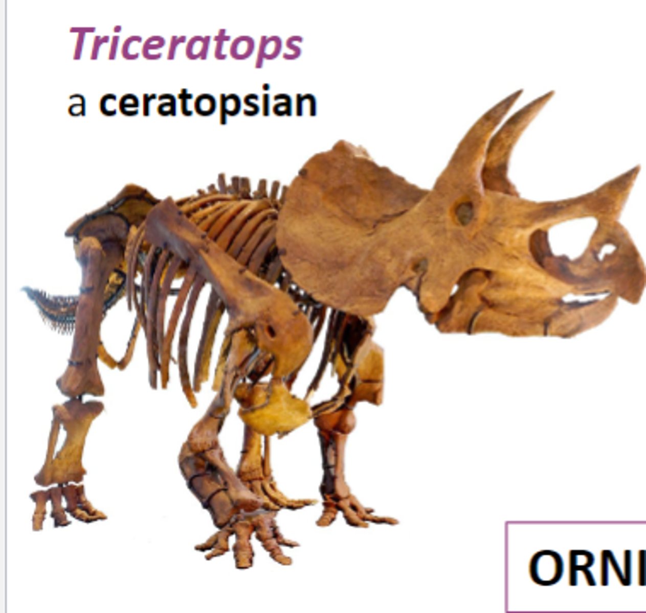 <p>a ceratopsian</p>
