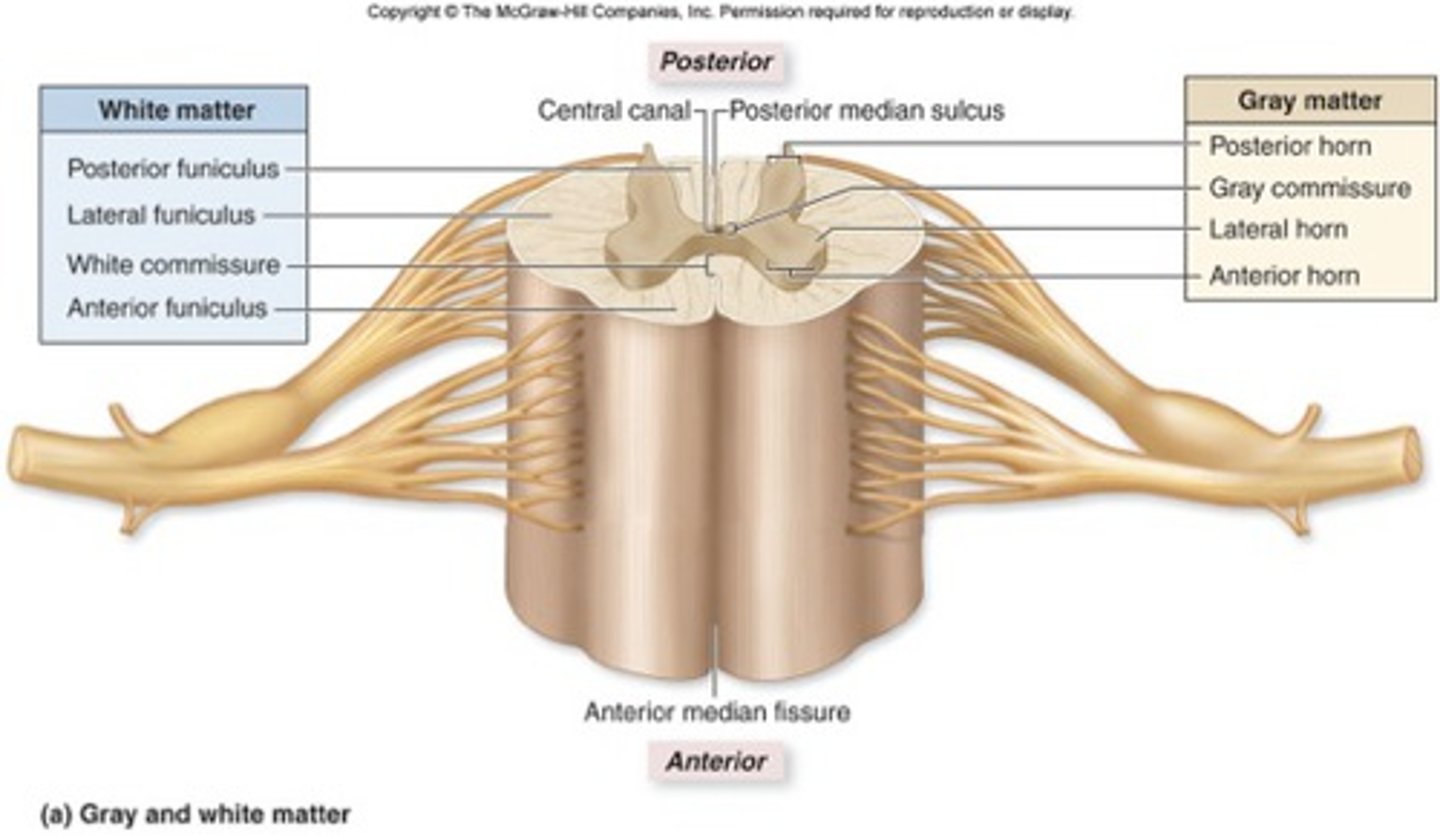 <p>Region containing neuron cell bodies in spinal cord.</p>