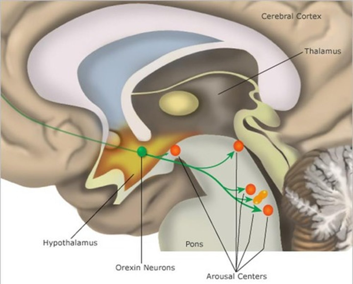<p>Orexin is a neuropeptide that promotes wakefulness.</p>