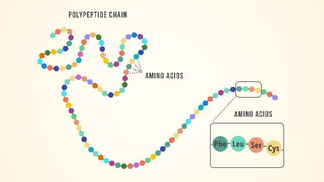 <p><span>Subunit of a protein composed of C, H, O and N. May sometimes contain S and P.</span></p>