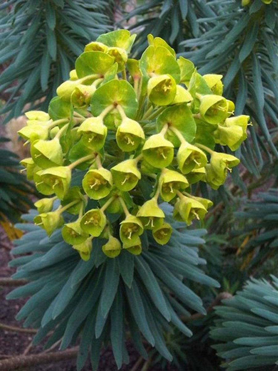 <p>chartreuse euphorbia</p>