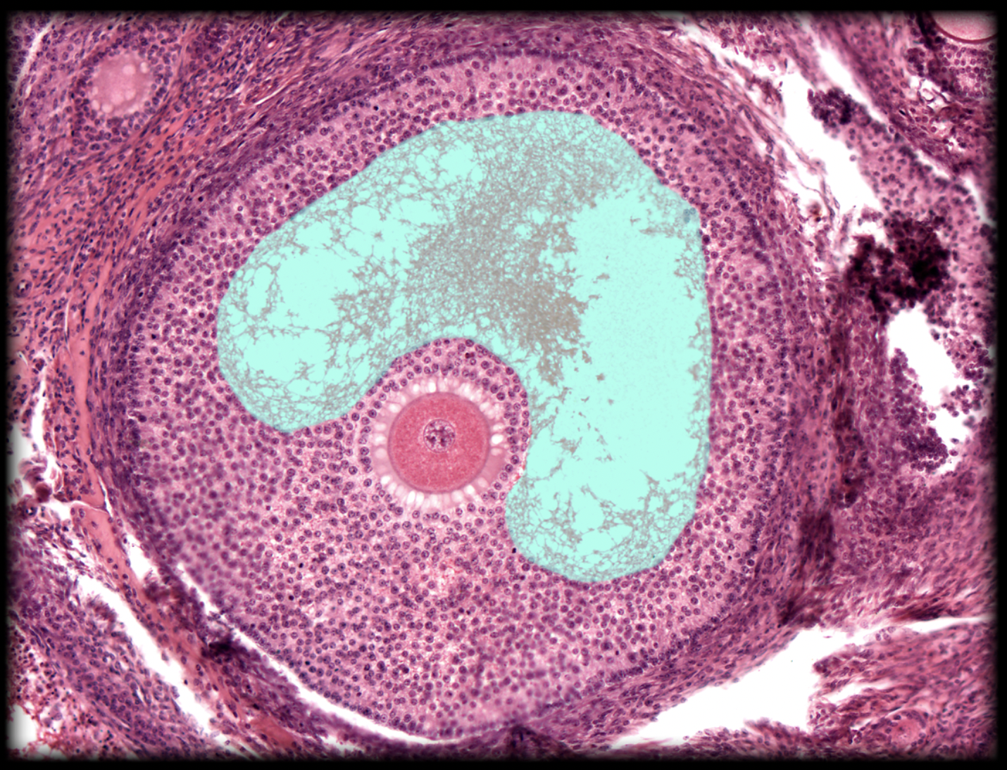 <p>What structure is shown?</p>