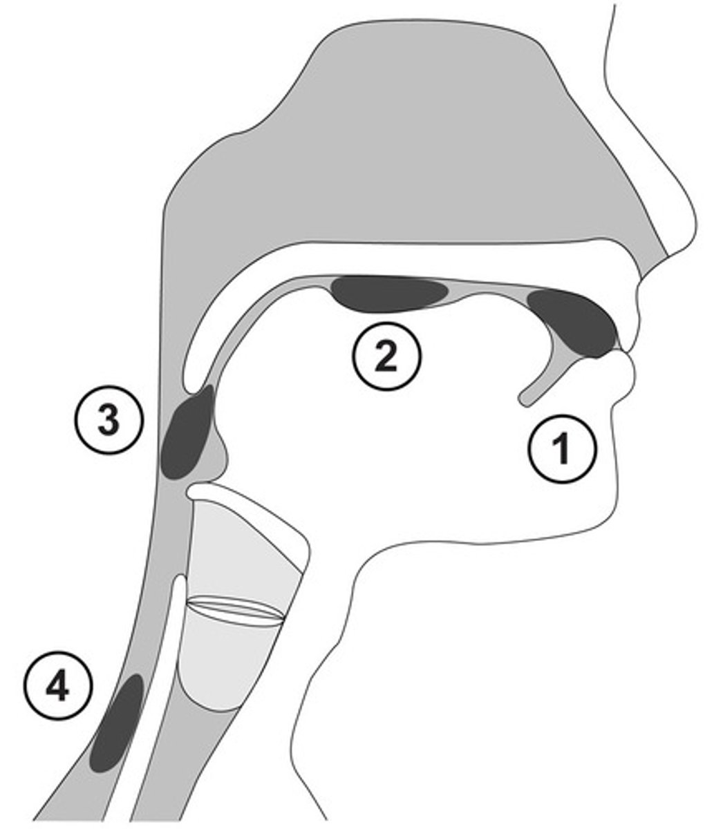 <p>Oral preparatory - voluntary</p><p>Oral transport - voluntary</p><p>Pharyngeal transport - reflexive</p><p>Esophageal transport - reflexive</p>