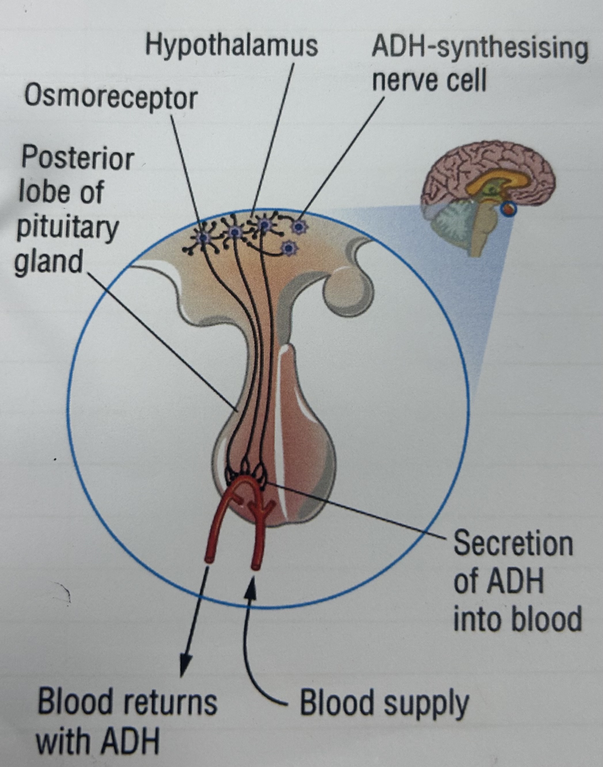 <p>the water potential of blood is constantly measured by what?</p>
