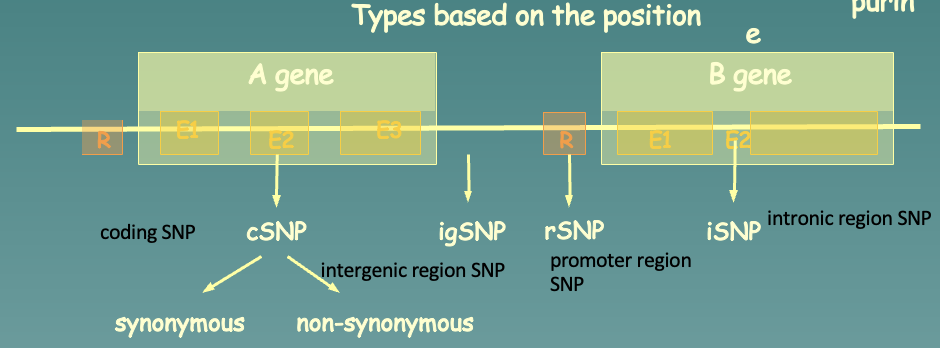 The DNA of individuals are compared, specifically with SNP (Single Nucleotide Polymorphism), found at a specific position