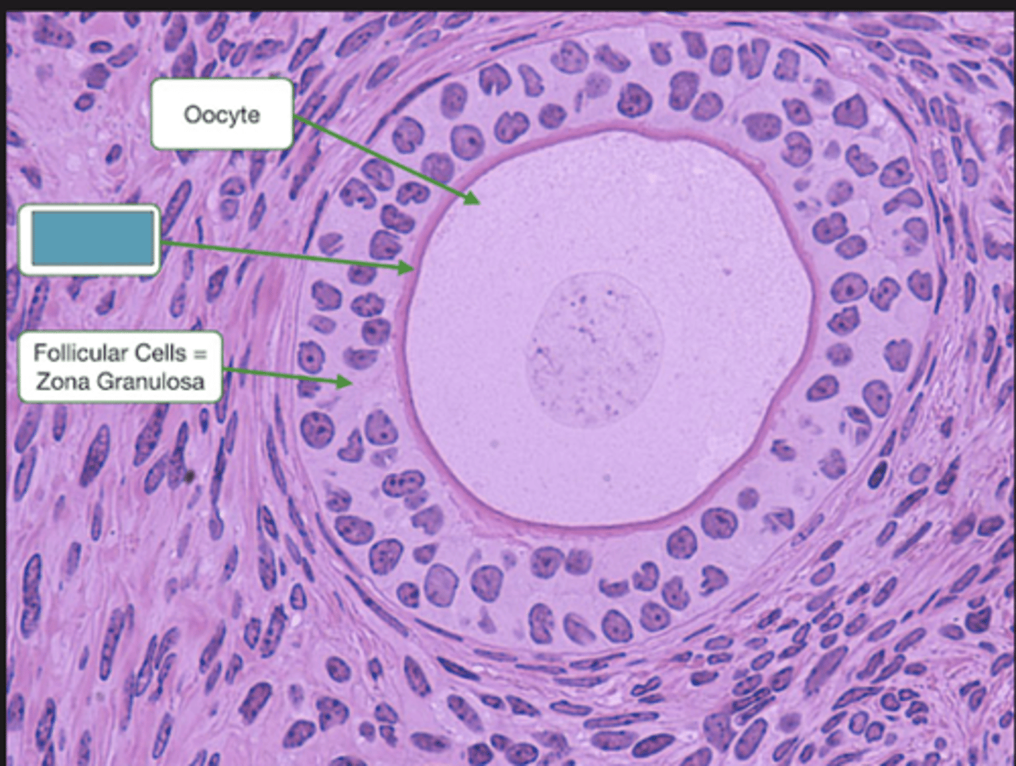 <p>Identify the structure in the follicle</p>