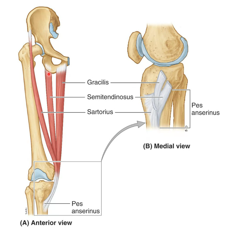 <p>“Goose foot” (Pes = foot, Anserinus = goose)</p><ul><li><p>Tendon of Sartorius (Inn. by femoral)</p></li><li><p>Tendon of Gracilis (Inn. by obturator)</p></li><li><p>Tendon of Semitendinosus (Inn. by tibial)</p></li></ul><p></p>