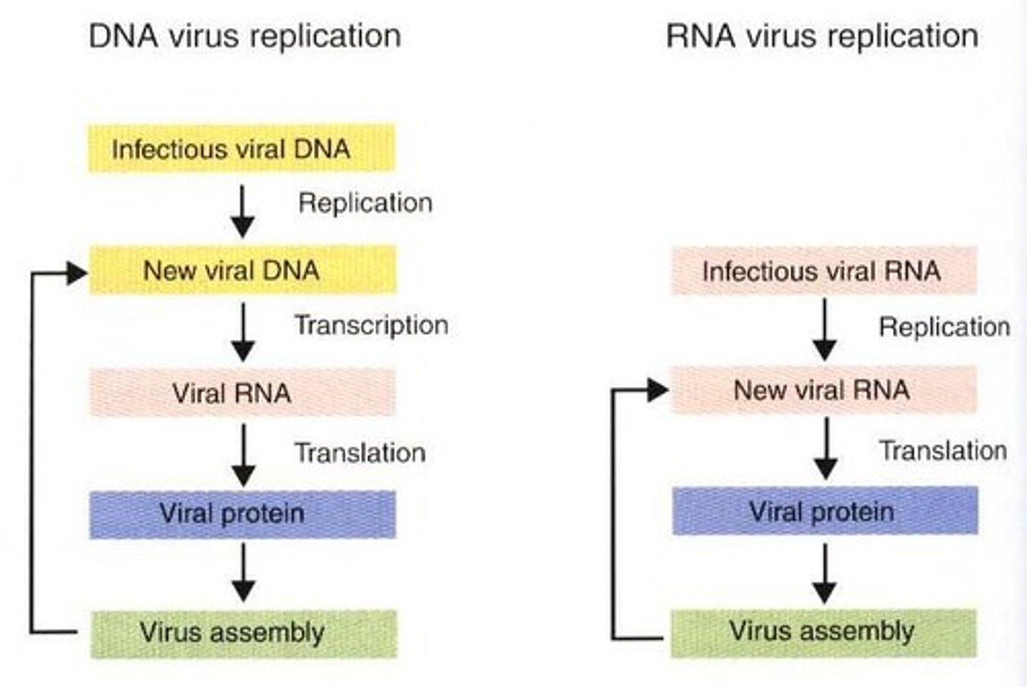 <p>1. Attachment to a surface receptor on a susceptible host cell. 2. Entry into the cell. 3. Uncoating of viral nucleic acid. 4. Replication of viral nucleic acid and synthesis of virus-encoded proteins. 5. Assembly of newly-formed virus particles and release from host cell.</p>