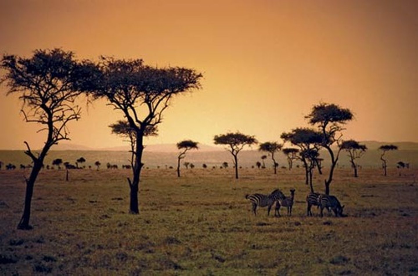 <p>makes up 40% of Africa, a grassy plain in tropical and subtropical regions, with few trees and pronounced dry seasons</p>
