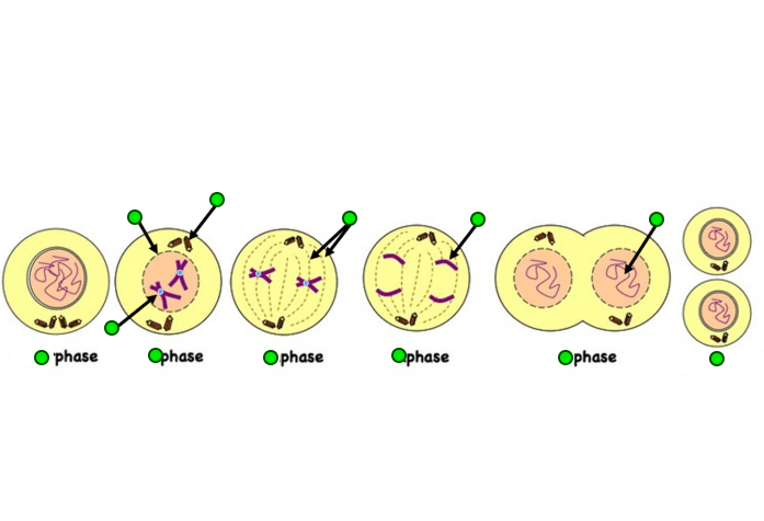 <p>Label the phases of Mitosis</p>