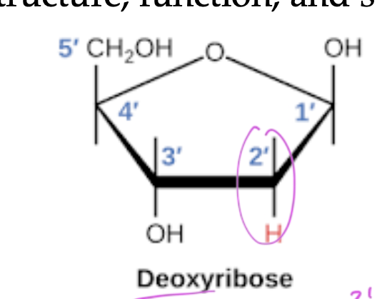 <p>has a 2’ H</p>