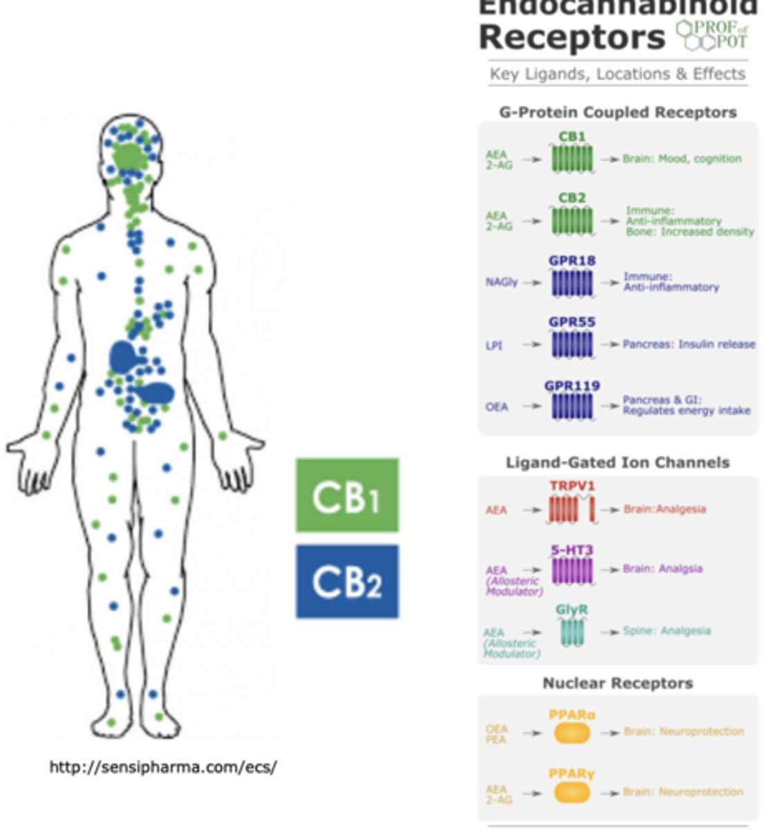 <p>CB1 and CB2</p>