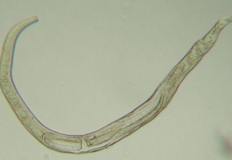 <p>cats only</p><p>cat-to-cat transmission through ingestion of vomitus</p>