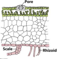<p>Why do bryophytes only have a cuticle on the upper epidermis?</p>