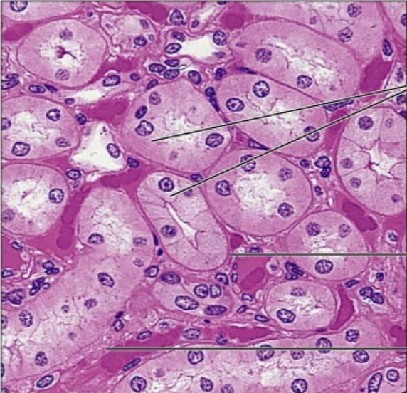 <p>what is the boarder of the cell</p>