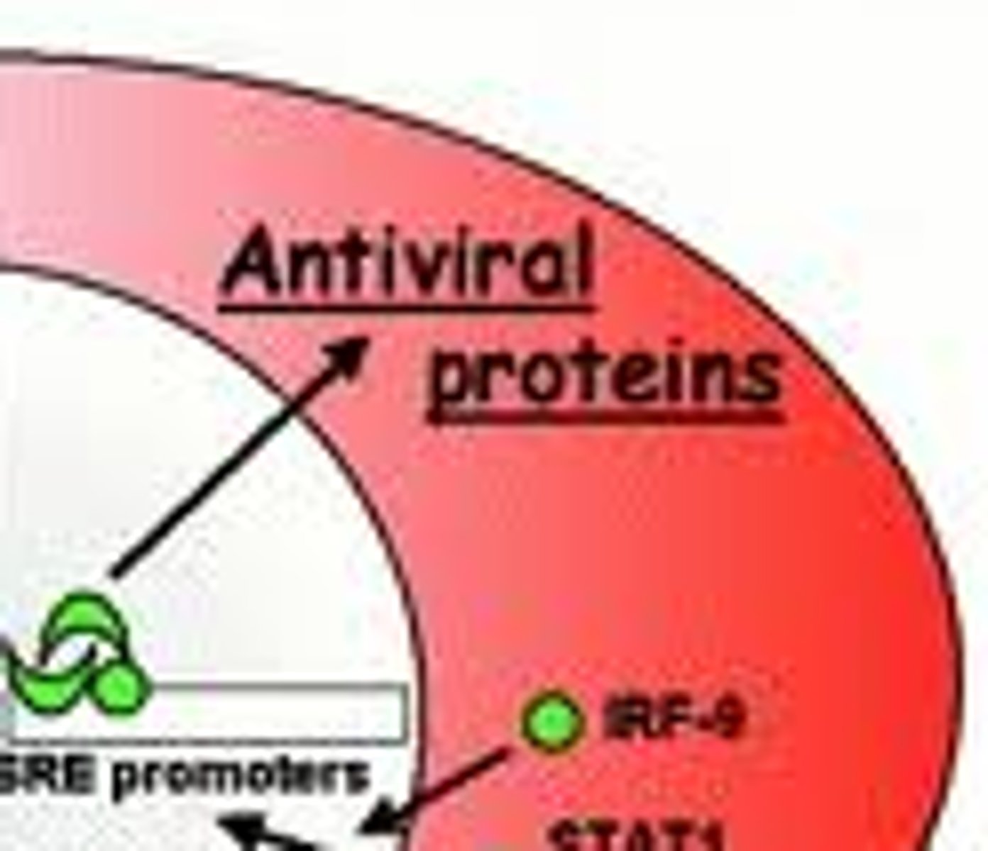 <p>cytokines produced by virally infected cells that protect nearby cells from viral attack</p>