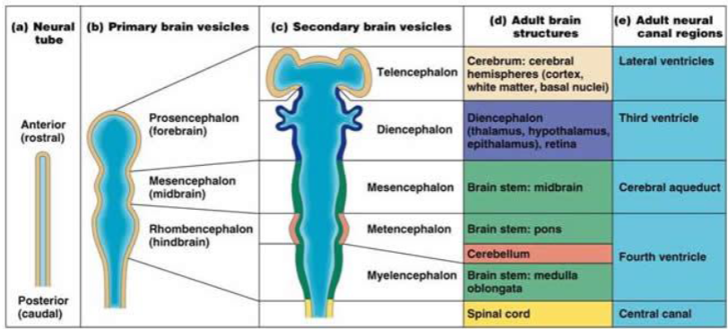 <p>IMPORTANT! [For each ventricle what brain area is it associated with (cerebrum, diencephalon, midbrain?)]</p>