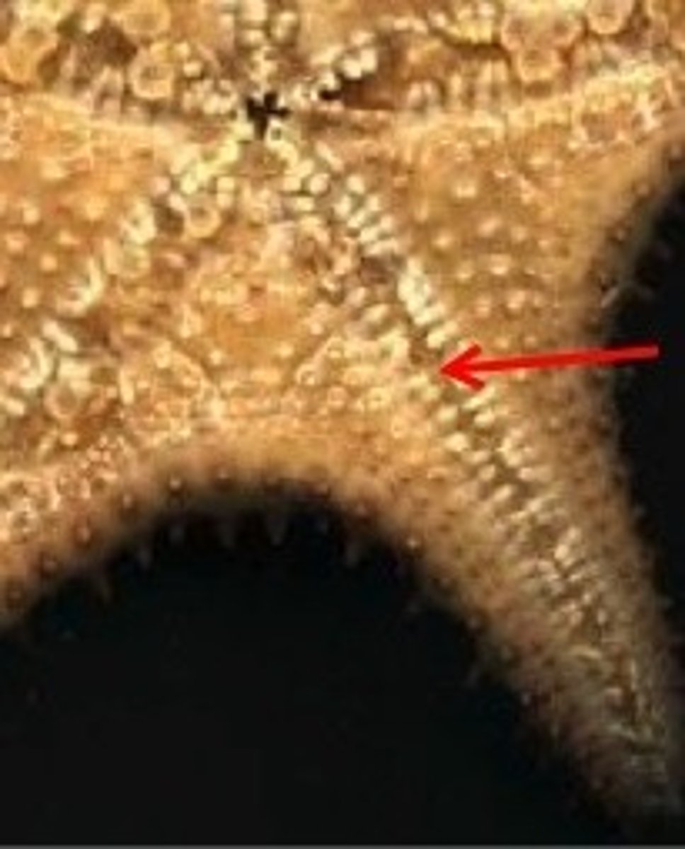 <p>- A channel along the oral surface of echinoderms through which the tube feet protrude</p><p>- Ambulacra form the floor of the groove</p><p>- Movable spines may guard the groove</p>