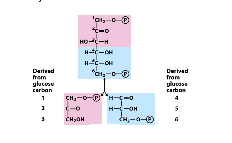 <p>what step in glycolysis, what react/prod</p>